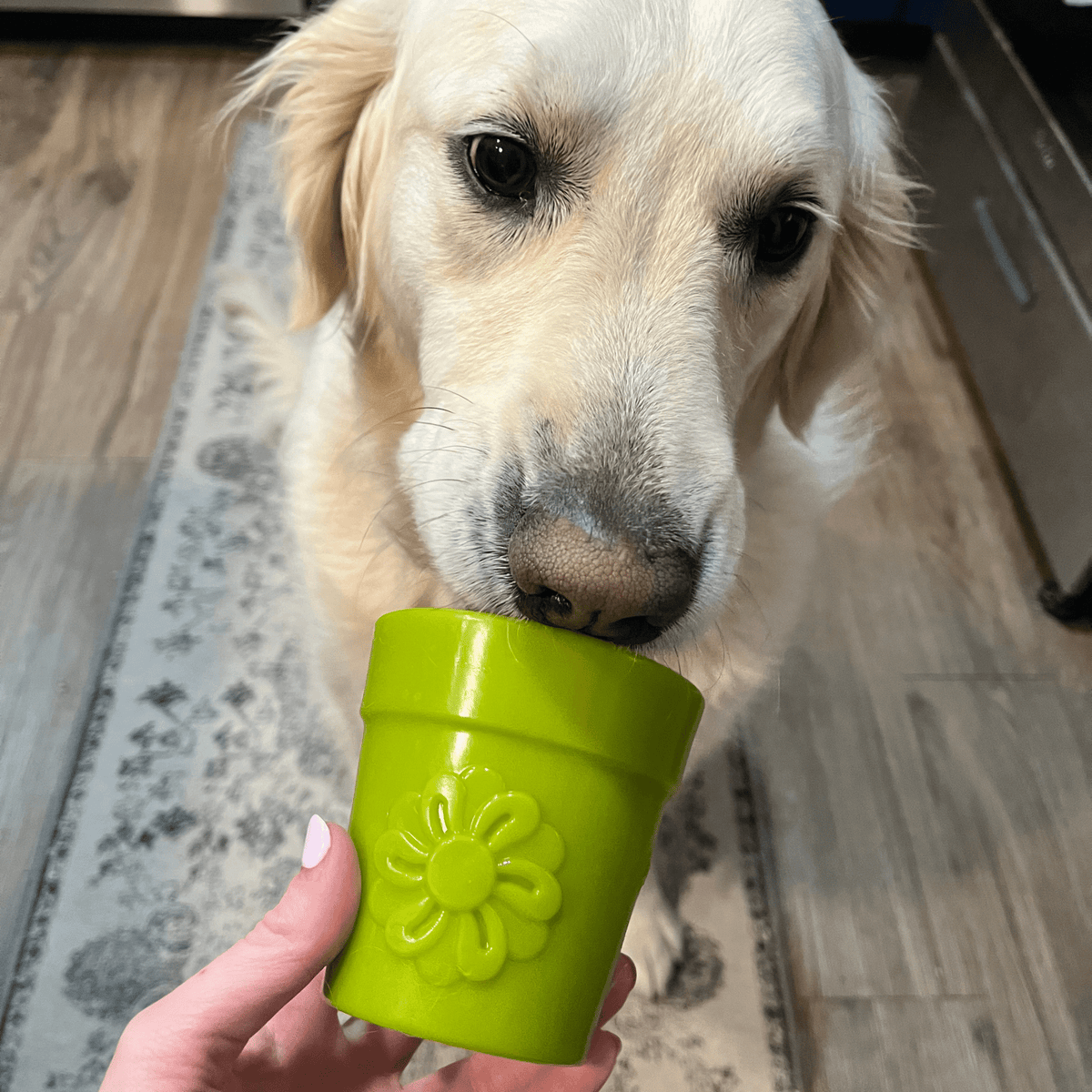 Dog Treat Dispensers